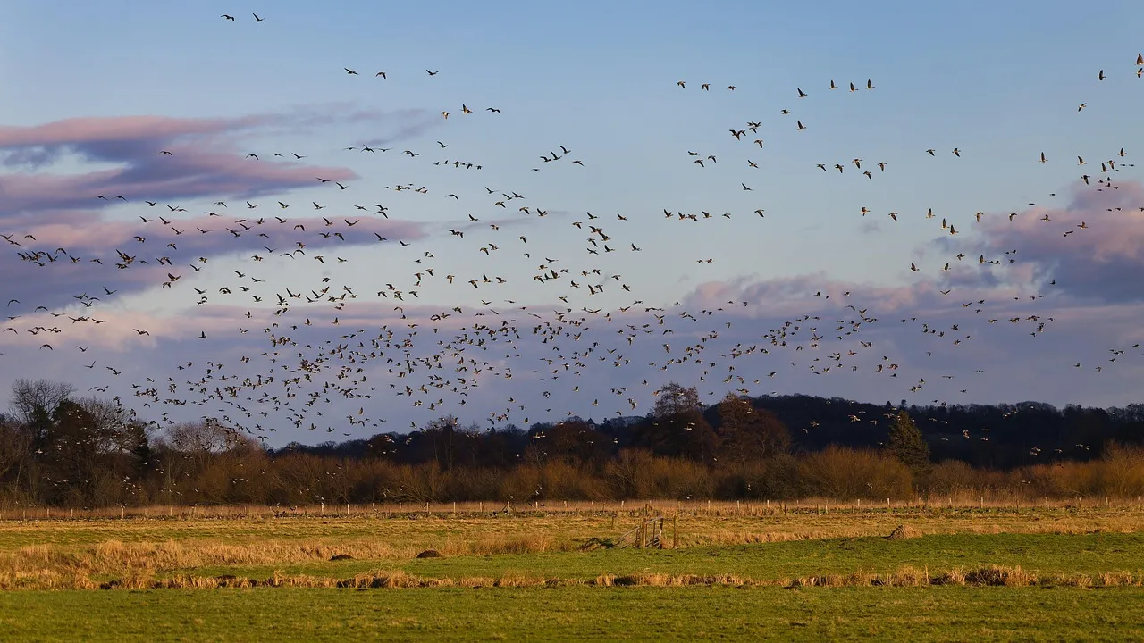 birds, wild geese, bird migration, clouds, bird watching, animals, nature