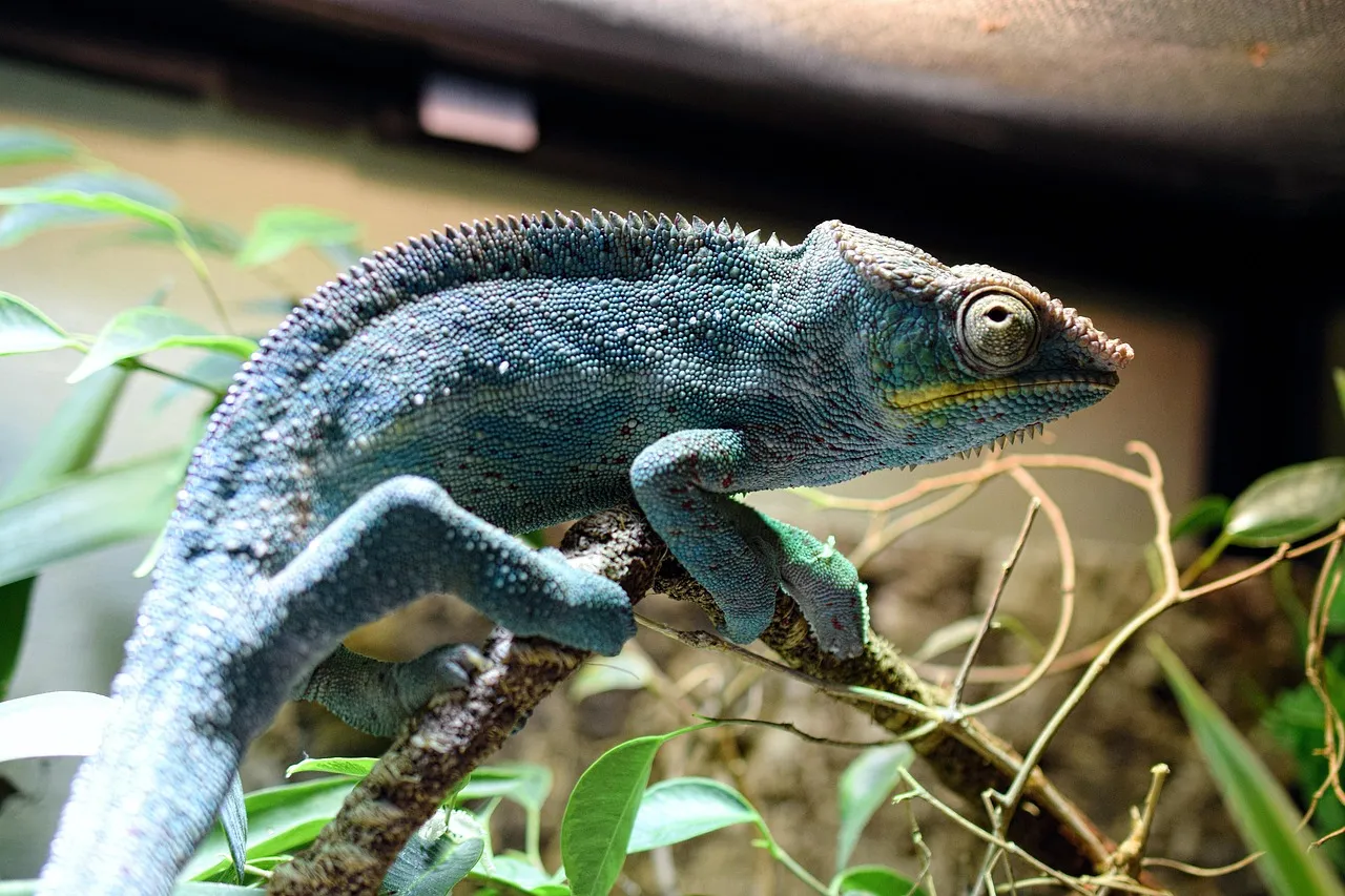 chameleon, panther chameleon, dandruff, schuppenkriechtier, terraristik, scaly creeper panther chameleon, chameleon, chameleon, chameleon, chameleon, chameleon, panther chameleon, terraristik