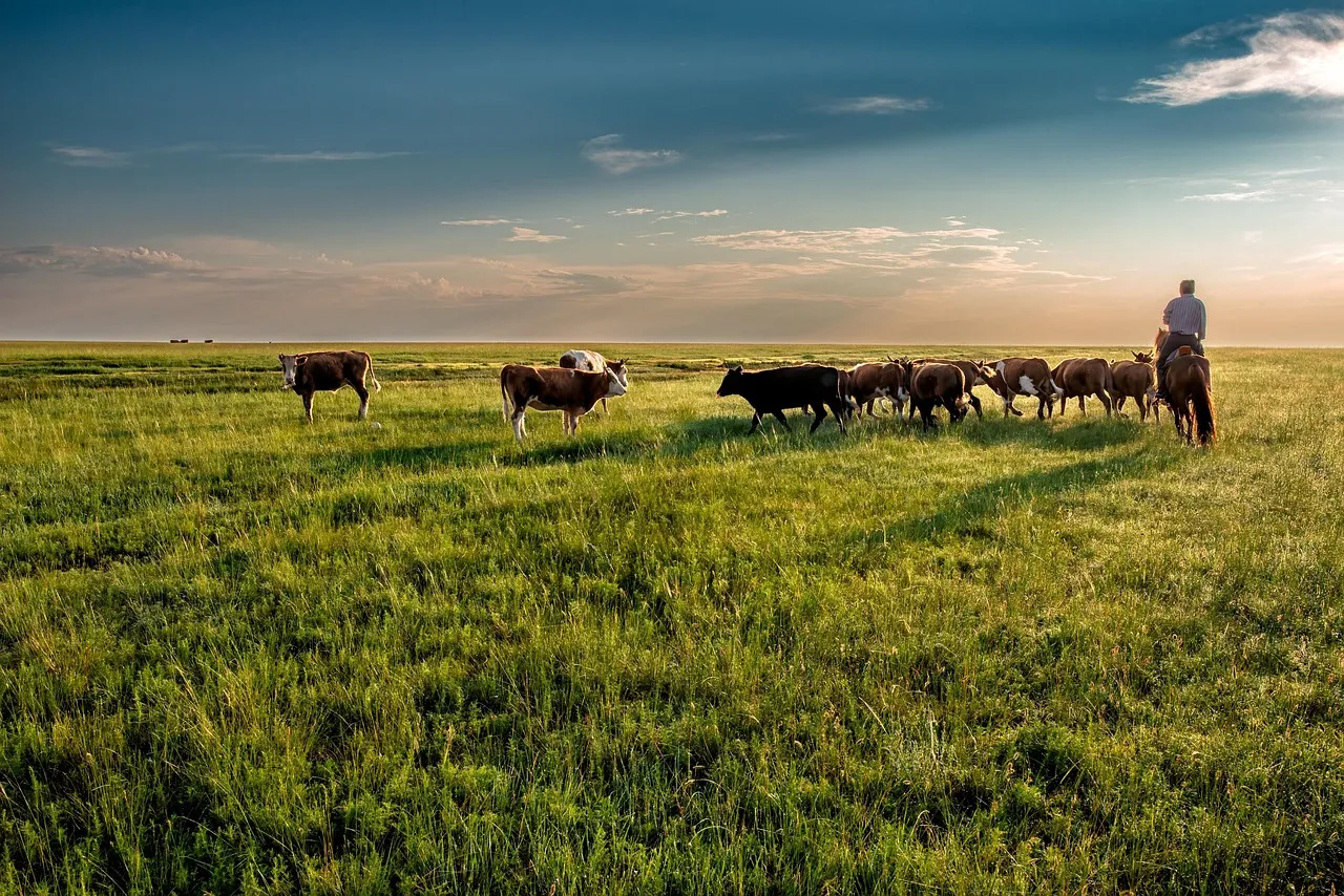 cow, grassland, grazing, nomad, dornod plain, asahi, mongolia, landscape, cow, cow, cow, cow, cow, mongolia, mongolia