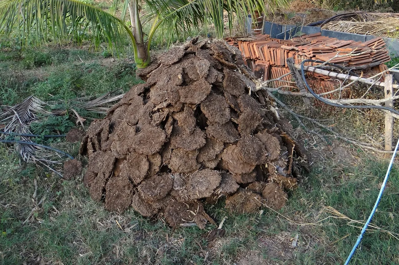 A photo of a large mound of dried cow dung cakes, which are traditional biomass fuel.
