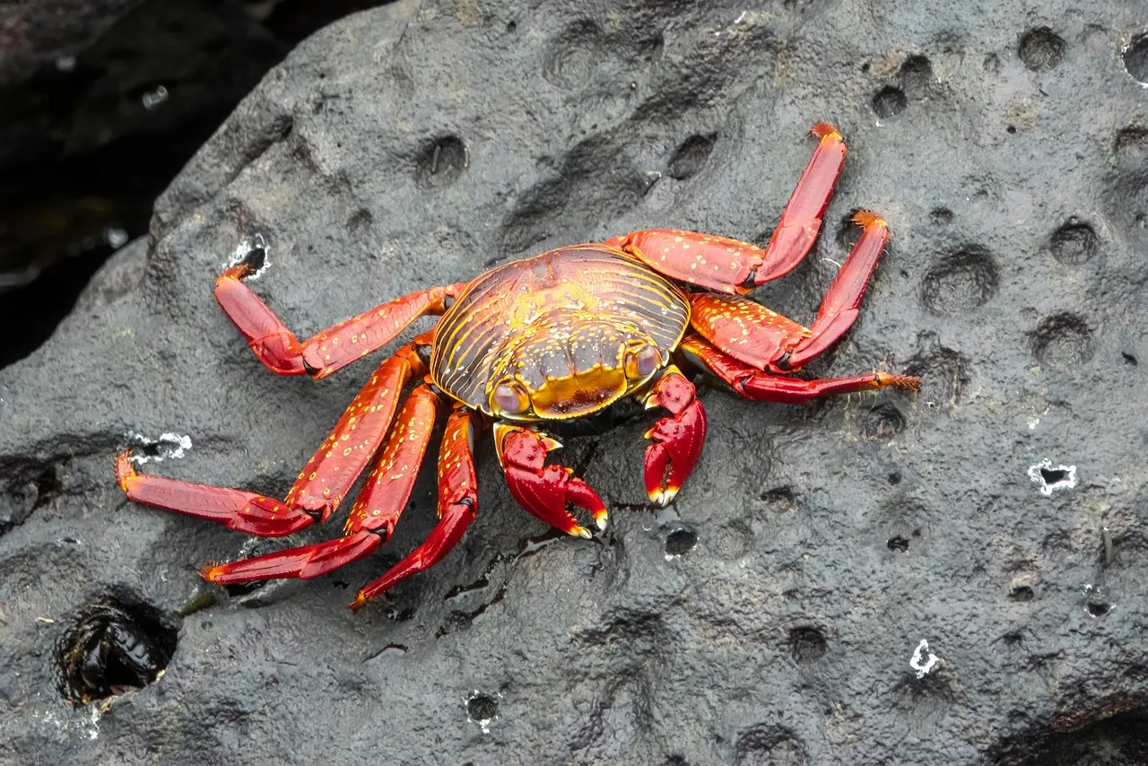 crab, grapsus grapsus, sally lightfoot crab, nature, red rock crab, galapagos, wildlife, sea, red, rock