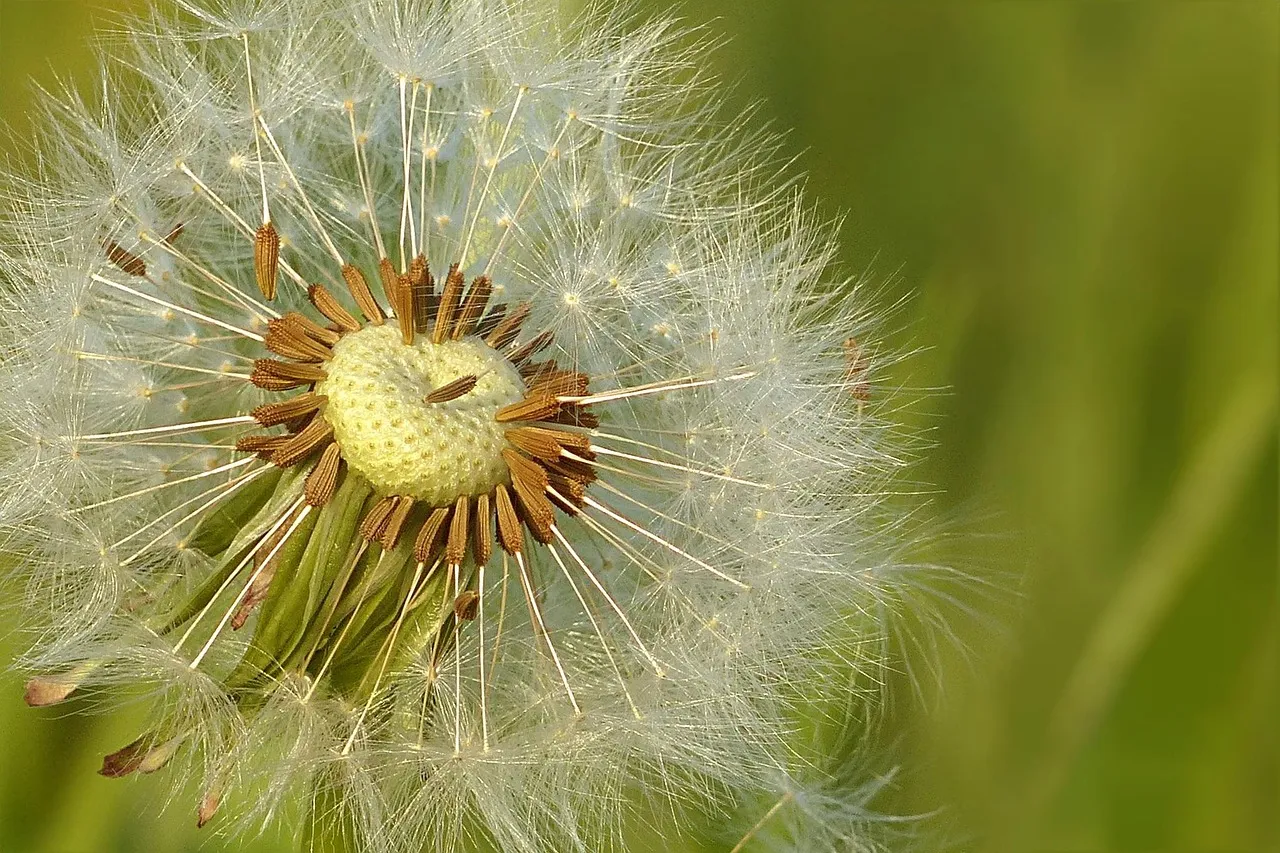 dandelion, meadow, nature, flower background, flower, beautiful flowers, seeds, flower wallpaper, flying seeds
