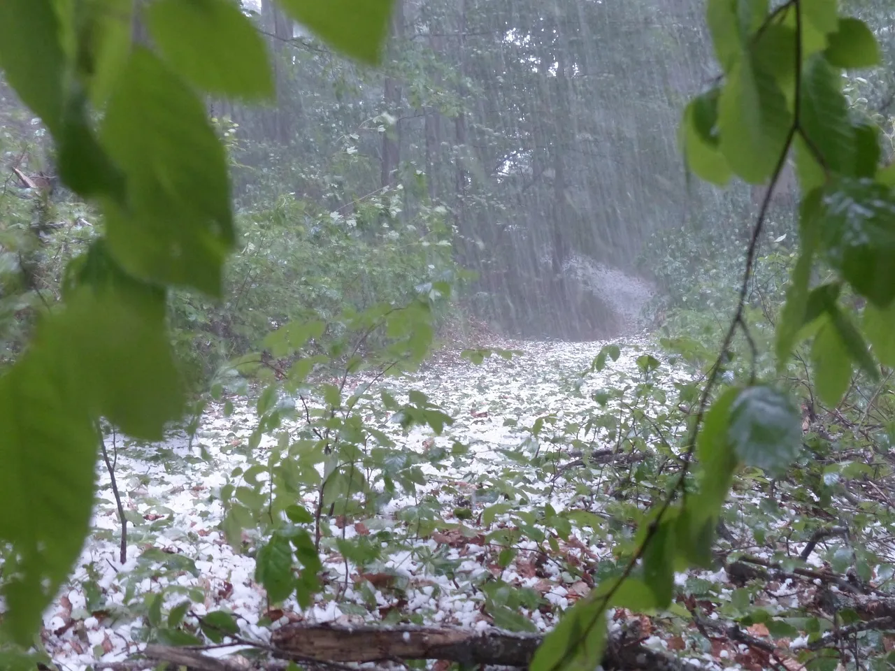 hail, storm, thunderstorm, nature, forest, trees, protection, precipitation, ice lumps, hailstones