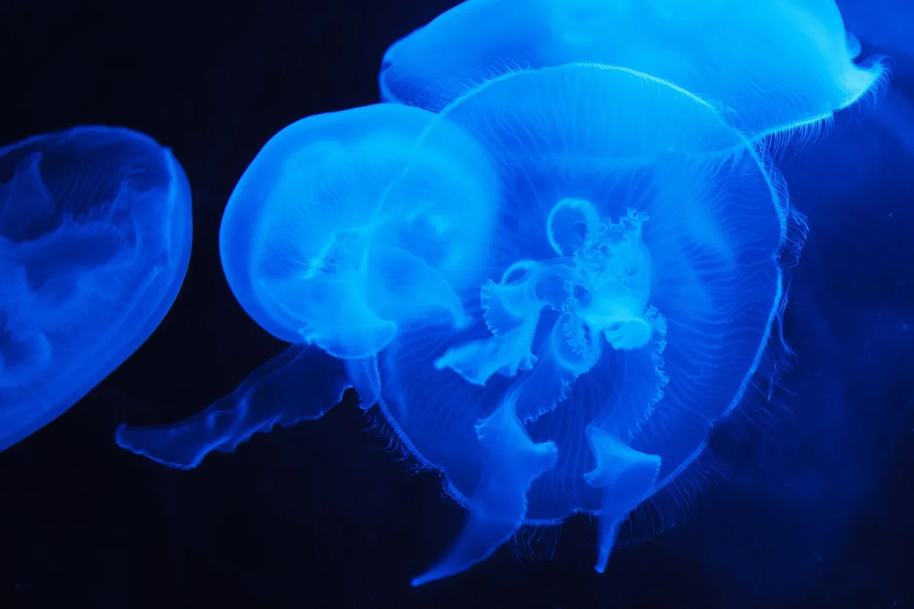 jellyfish, sea jellies, animals, cnidaria, marine animals, aquatic animals, nature, sea life, marine life, ocean life, underwater, dark