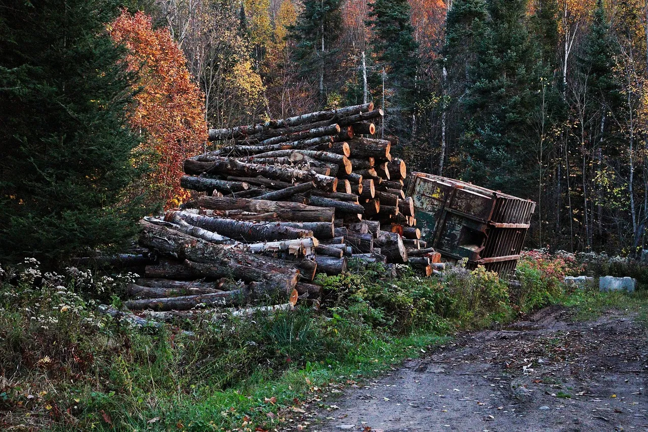 logs, timber, woodpile, wood, deforestation, nature, autumn, trees