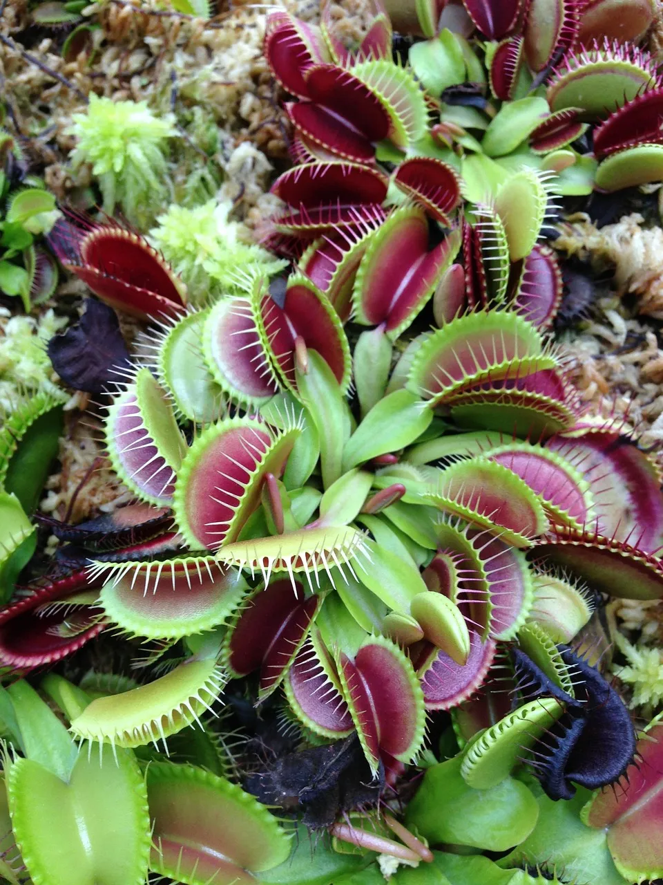 needed to catch the grass, dionaea, flies software download, venus flytrap, dionaea muscipula, venus flytrap, venus flytrap, venus flytrap, venus flytrap, venus flytrap