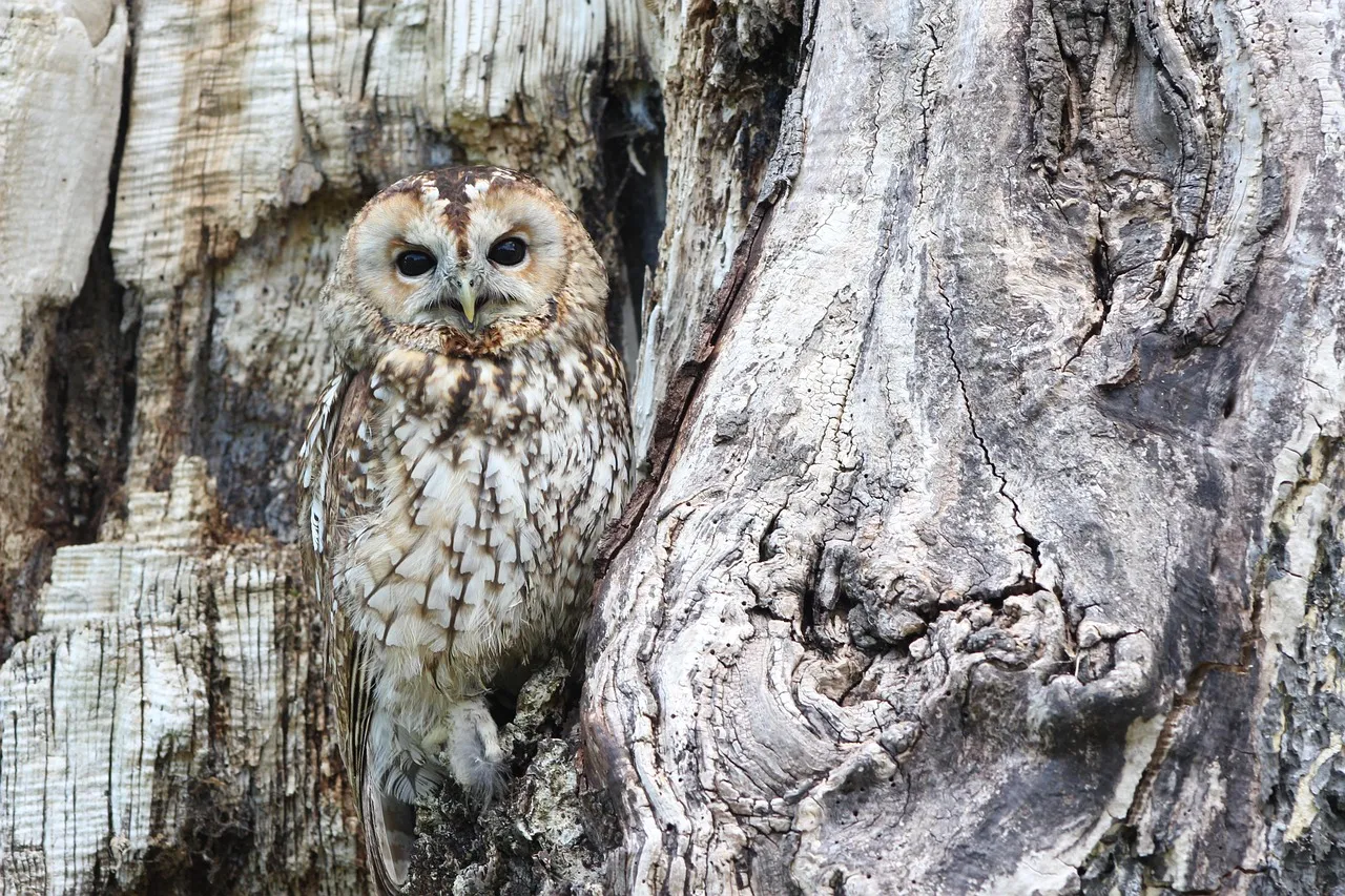owl, camouflage, wildlife, bird of prey, predator, bird, wild, raptor, outdoors, nature, animal, animal world, wildlife photography, owl, owl, owl, owl, owl, camouflage, camouflage, bird