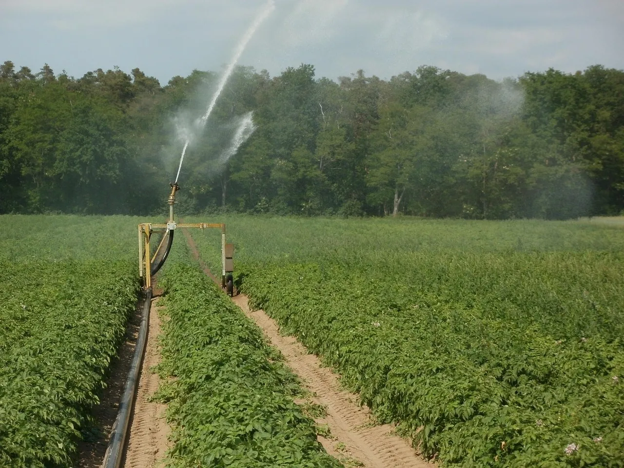 potato, fields, irrigation, water, nature, plantation, agriculture, farm, growth, farmland, watering, vegetable, sprinkler, green vegetables, green farm, green growth