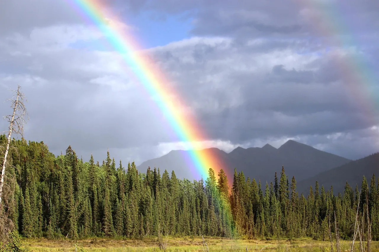 rainbow, bow, rainbow colors, double rainbow, forest, landscape, nature, natural phenomenon, rainbow, rainbow, rainbow, rainbow, rainbow