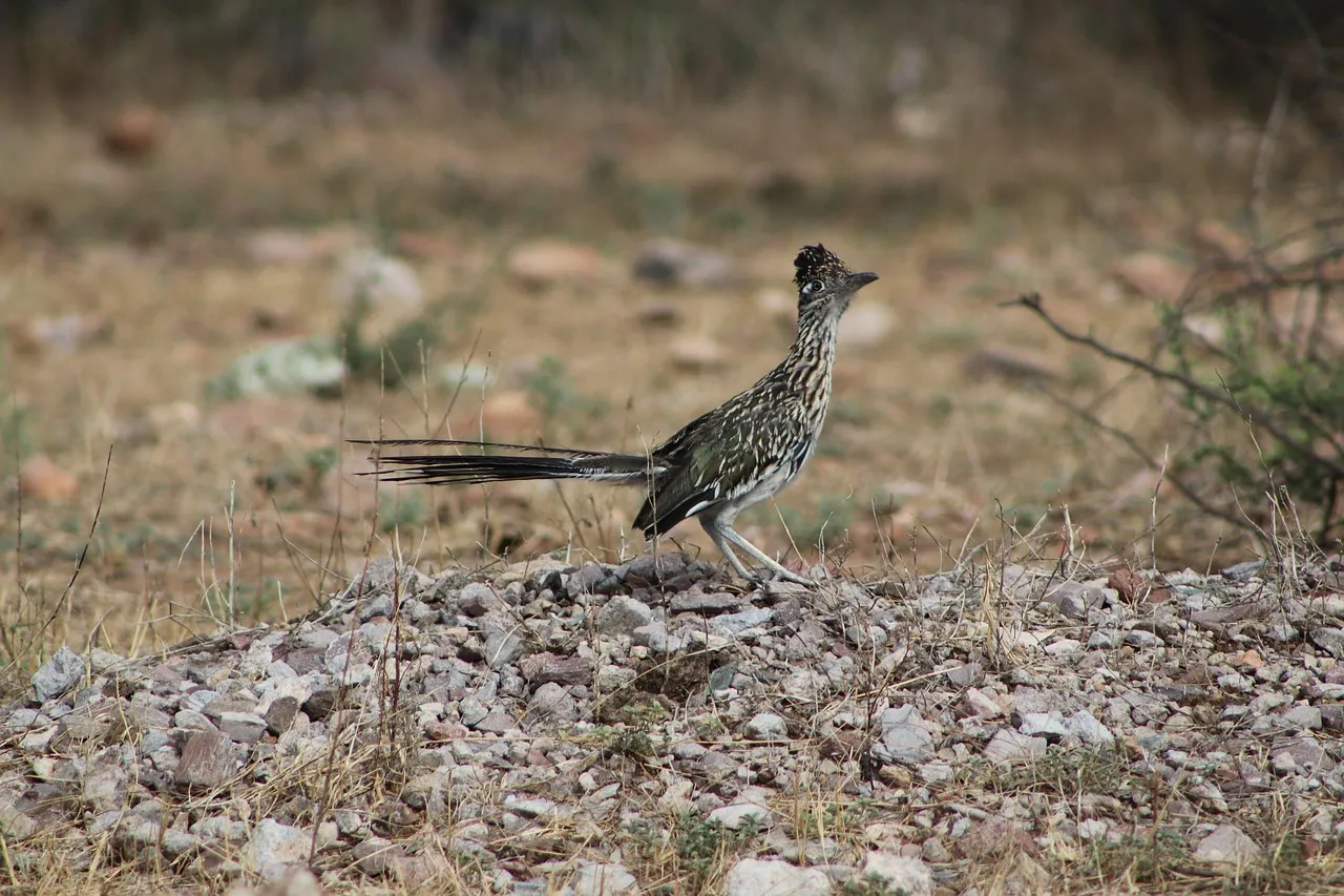 roadrunner, bird, wildlife, nature, portrait, animal, roadrunner, roadrunner, roadrunner, roadrunner, roadrunner