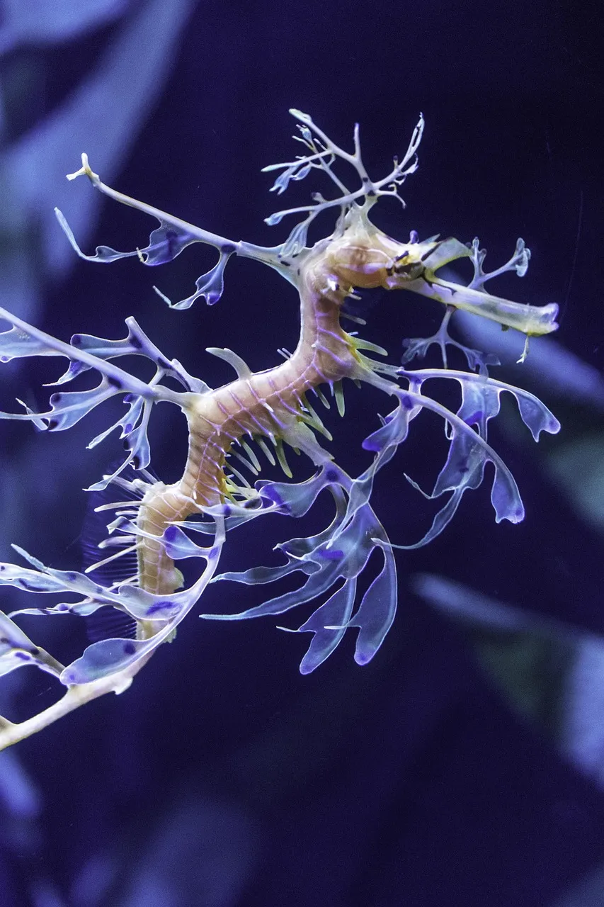 sea, ocean, seahorse, outdoors, tropical, seascape, surf, marine, nature, underwater, aquatic, creature, aquarium, life, wild, wildlife, fish, natural, blue, swim, seahorse, seahorse, seahorse, seahorse, seahorse