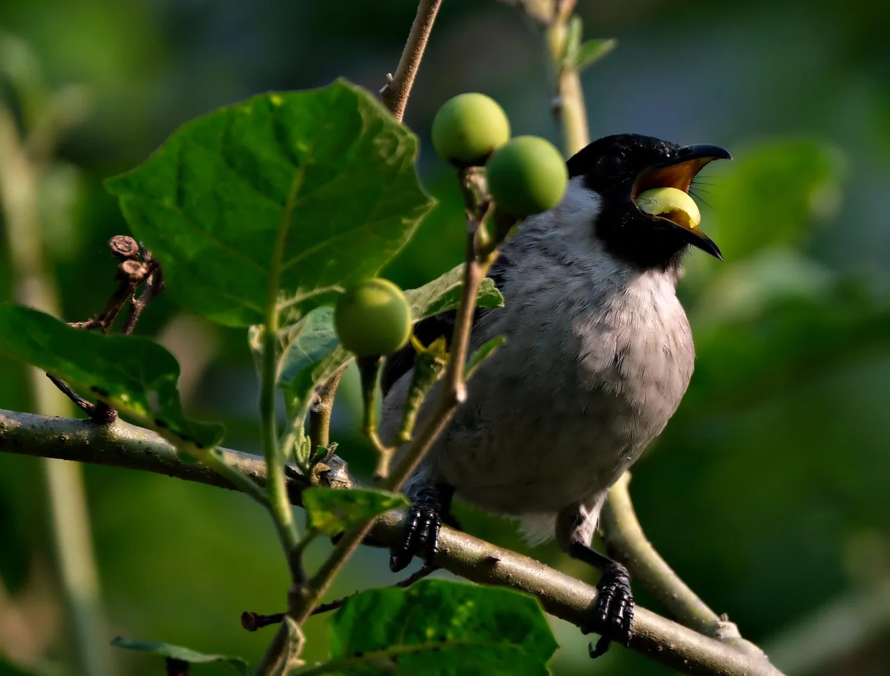 sooty head bulbul, bird, animal, foraging, branch, nature, eat, avian