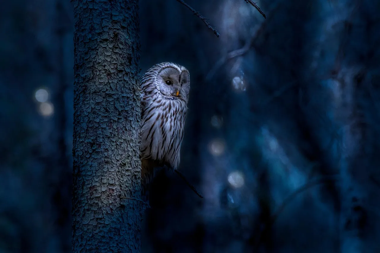 ural owl, owl, bird, strix uralensis, animal, bird of prey, raptor, wildlife, predator, plumage, perched, tree, forest, nature, night, dark