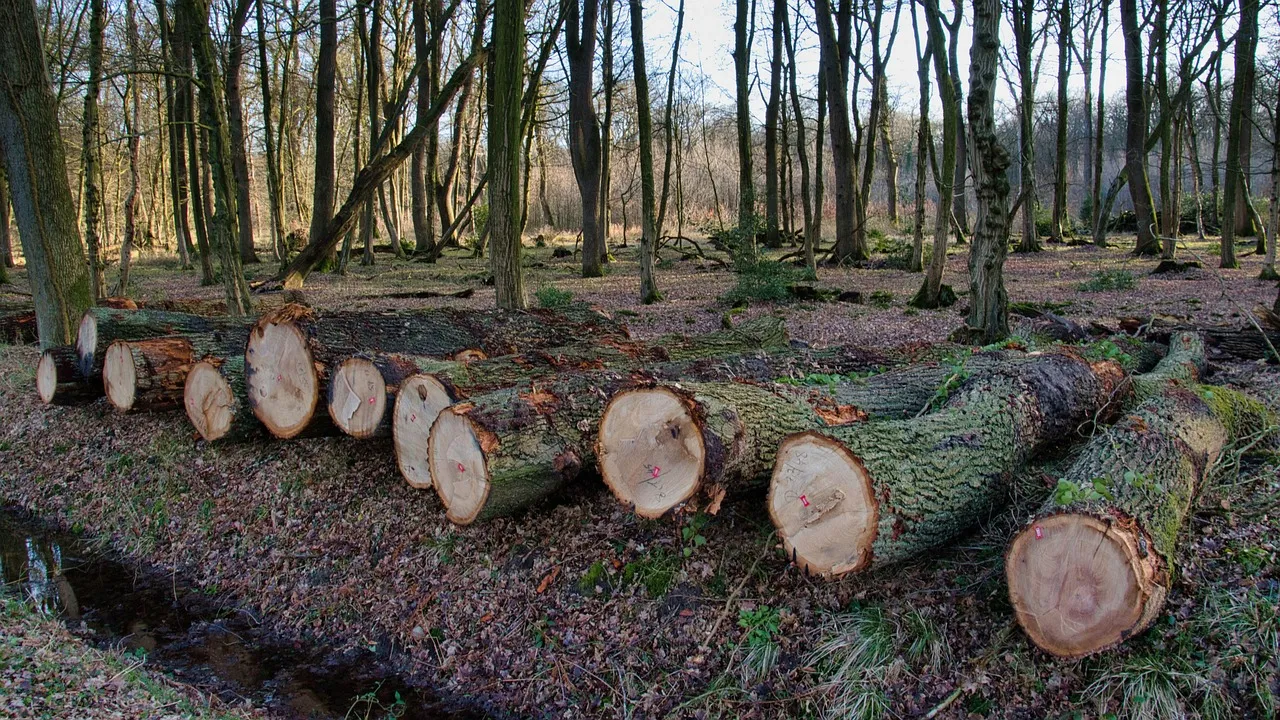 wood, logs, bole, firewood, wooden, timber, forestry, texture, deforestation, material, deforestation, deforestation, deforestation, deforestation, deforestation