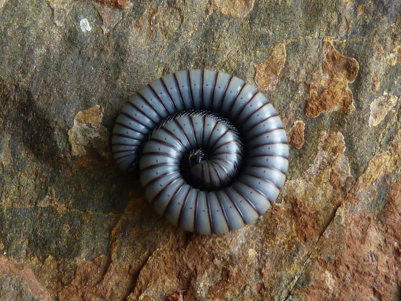 worm, spiral, stone