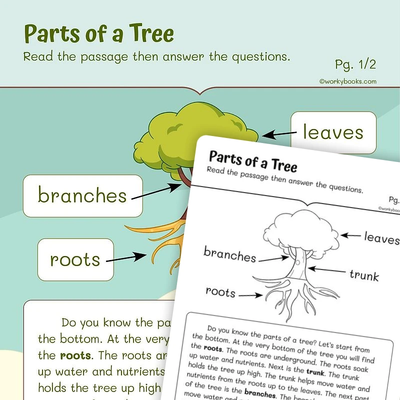 Informational Text on Parts of a Tree — ela worksheet for Grade 1, page 1 of 3