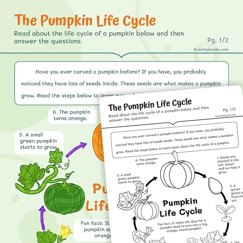 The Pumpkin Life Cycle — ela worksheet for Grade 2, page 1 of 3