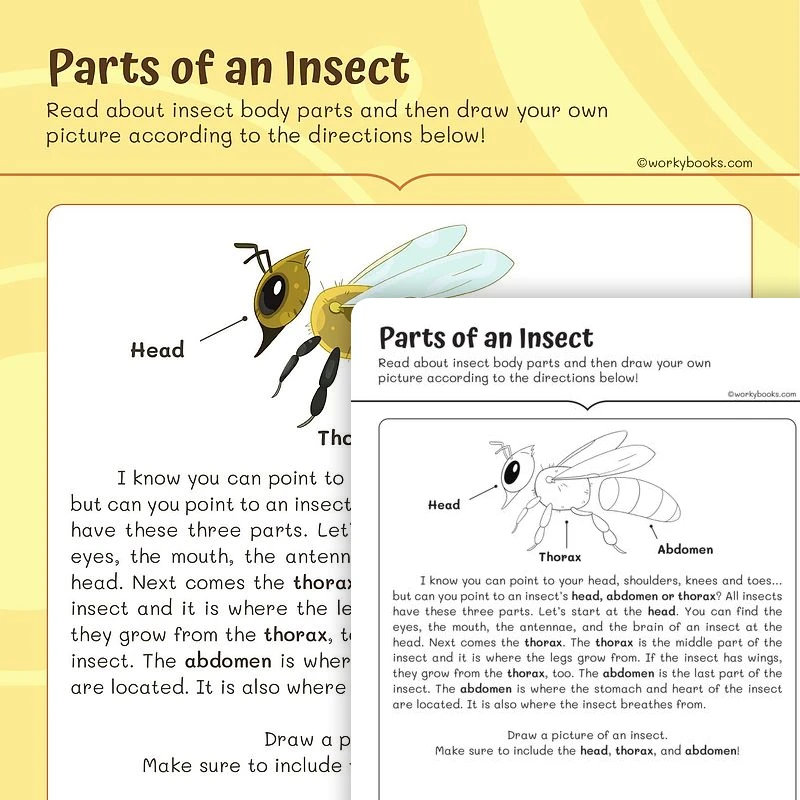 Analyzing Visual information—Parts of an Insect — ela worksheet for Grade 2, page 1 of 3