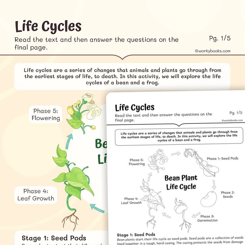 Life Cycles — ela worksheet for Grade 3, page 1 of 3