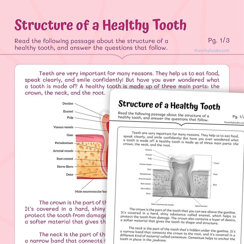 Structure of a healthy tooth — ela worksheet for Grade 4, Grade 5, page 1 of 3