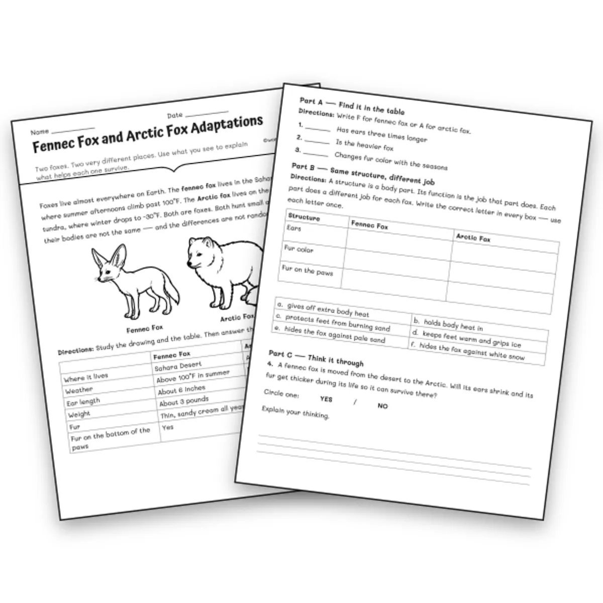 Fennec Fox and Arctic Fox Adaptations — science worksheet for Grade 3, Grade 4, Grade 5, page 1 of null