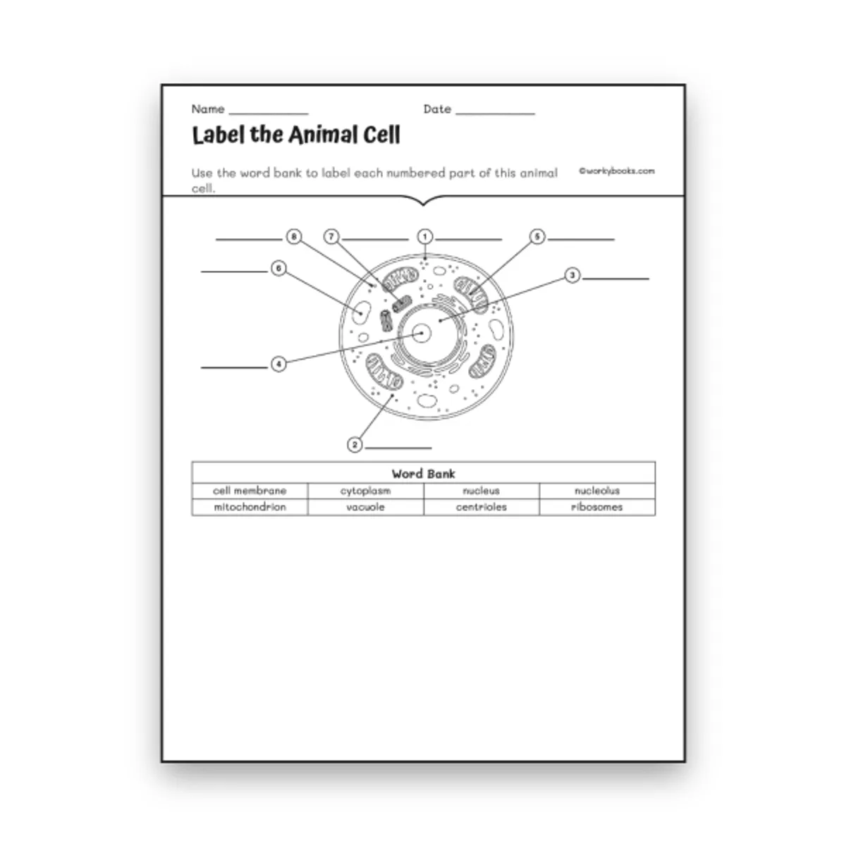 Animal Cell Diagram Labeling — science worksheet for Grade 6, Grade 7, Grade 8, page 1 of null