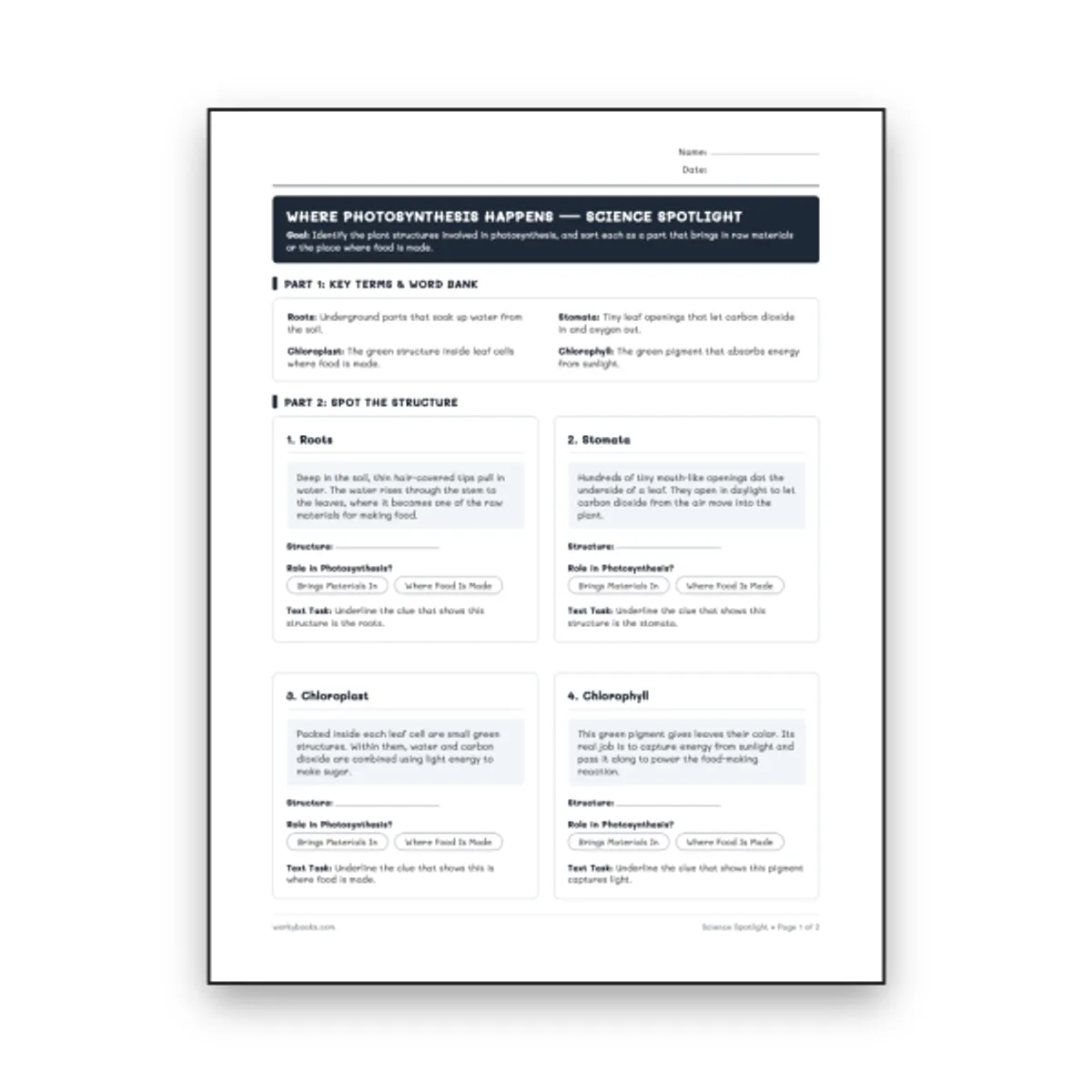 Where Photosynthesis Happens — science worksheet for Grade 5, Grade 6, Grade 7, Grade 8, page 1 of null