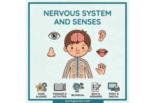 Nervous System and Senses — science bundle for Grade 3, Grade 4, Grade 5, page 1 of undefined