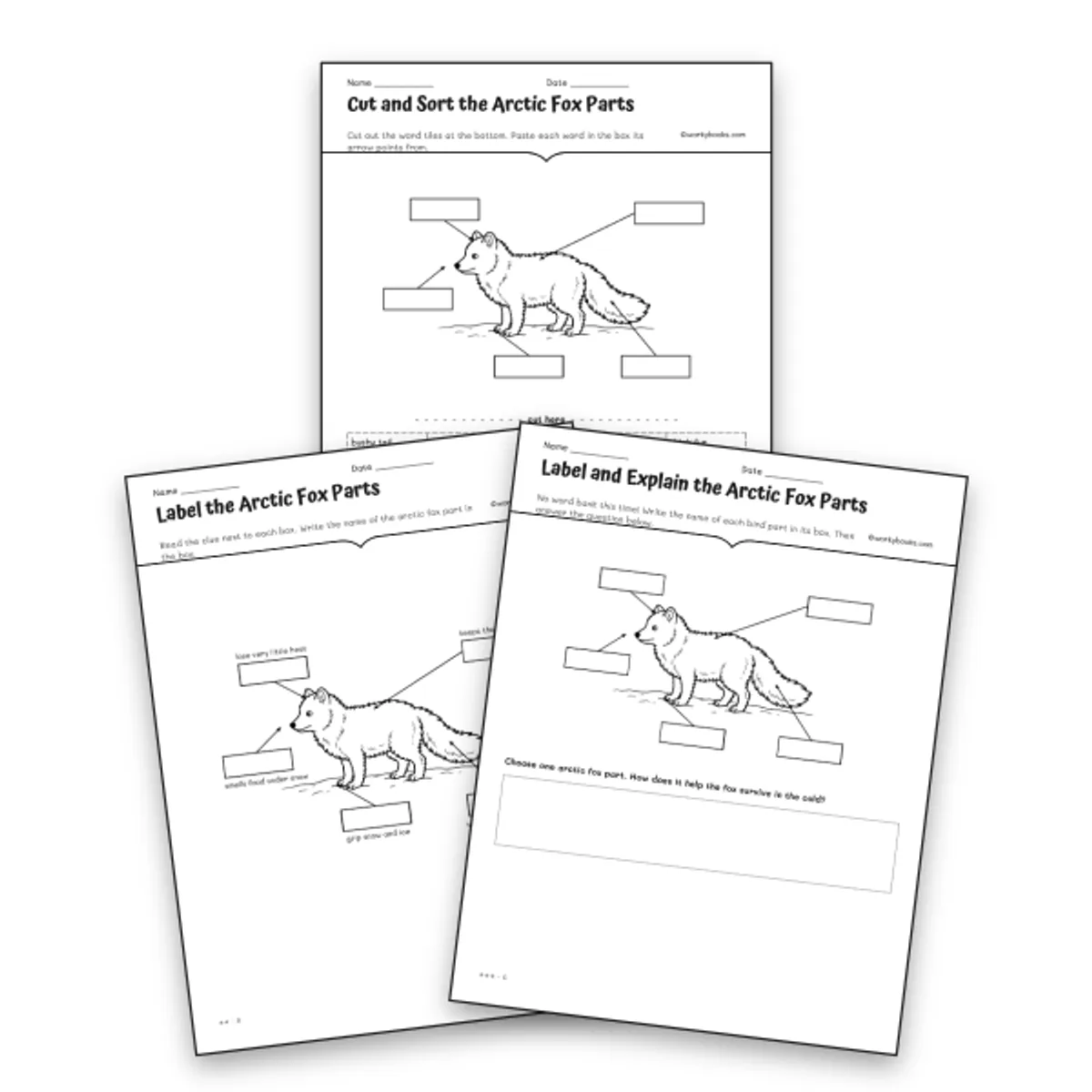 Arctic Fox Parts Differentiated Labeling Set — science worksheet for Grade 3, Grade 4, page 1 of null