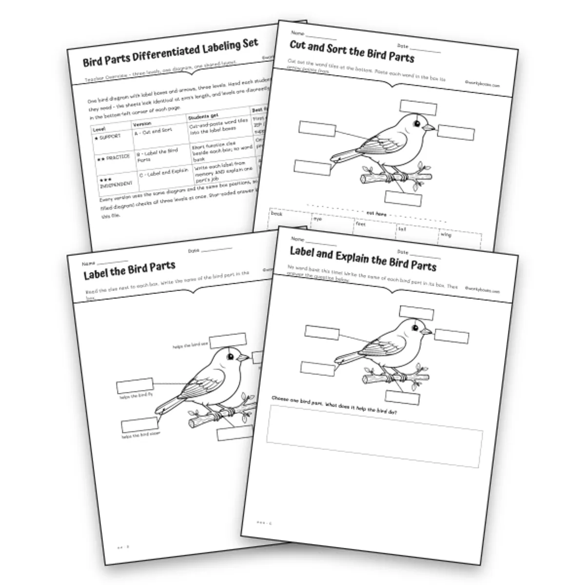Bird Parts Differentiated Labeling Set — science worksheet for Grade 3, Grade 4, page 1 of null