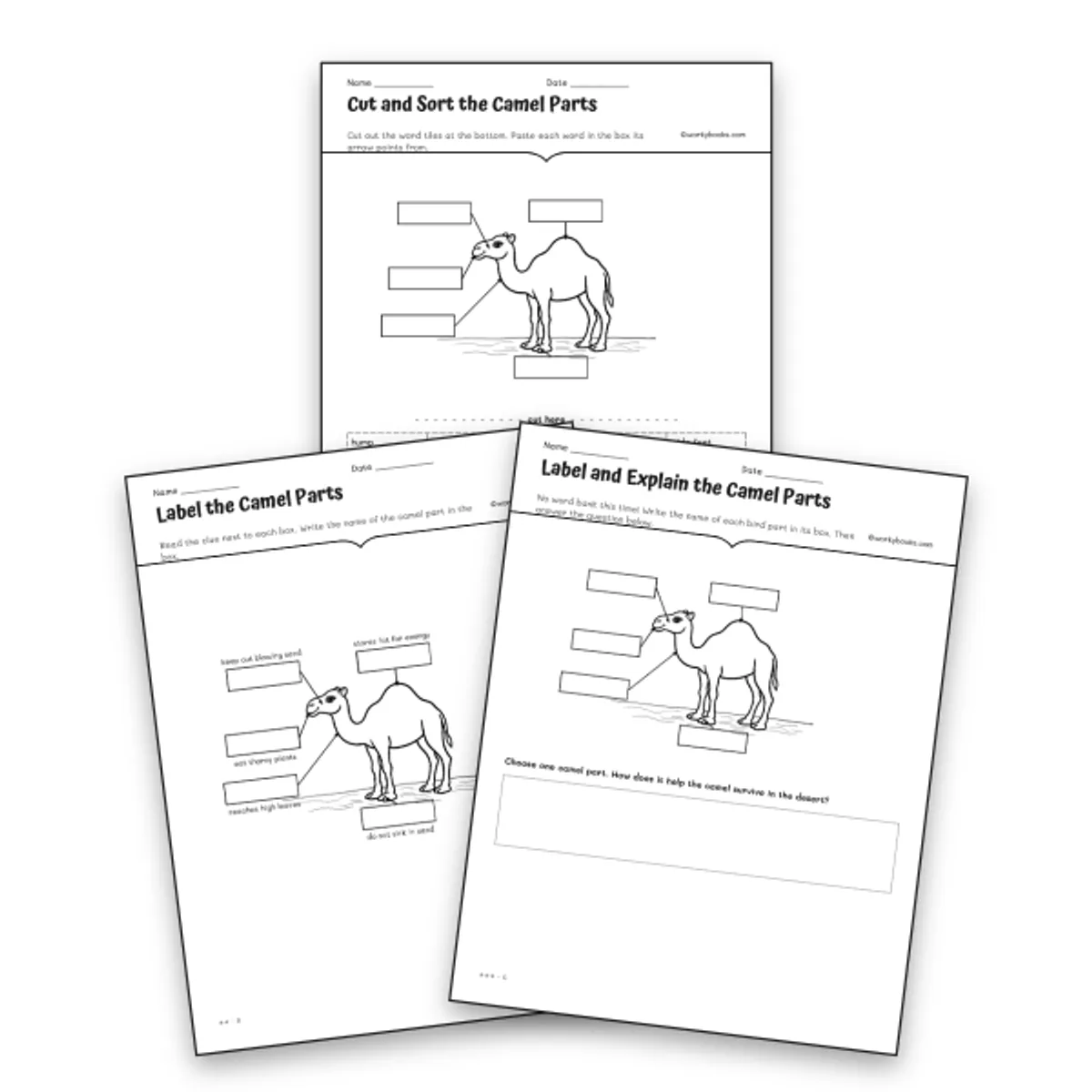 Camel Parts Differentiated Labeling Set — science worksheet for Grade 3, Grade 4, page 1 of null