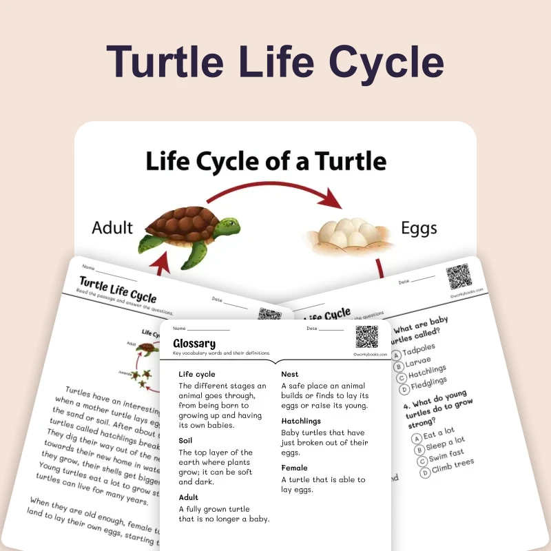 Turtle Life Cycle — ela — reading comprehension for Grade 1, Grade 2, Grade 3, page 1 of 4