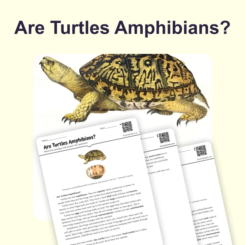 Are Turtles Amphibians — science — reading comprehension for Grade 6, page 1 of 4