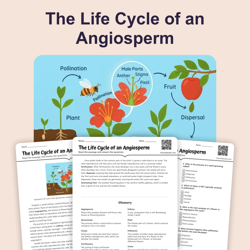 The Life Cycle of an Angiosperm — science — reading comprehension for Grade 6, page 1 of 4