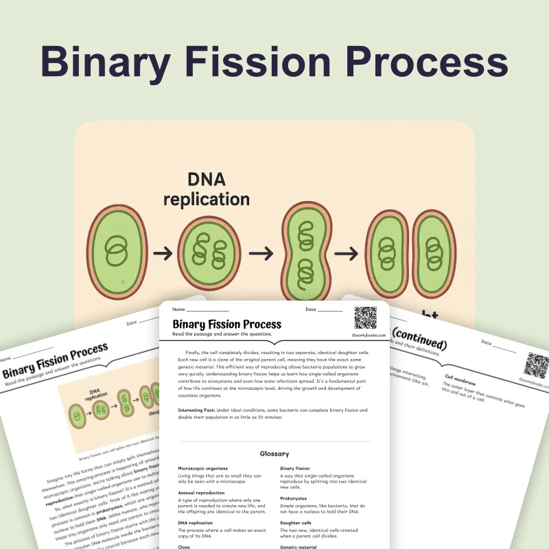 Binary Fission Process — science — reading comprehension for Grade 6, page 1 of 4