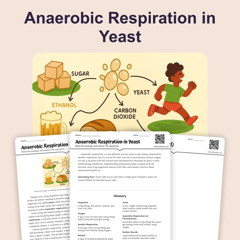 Anaerobic Respiration in Yeast — science — reading comprehension for Grade 6, page 1 of 4