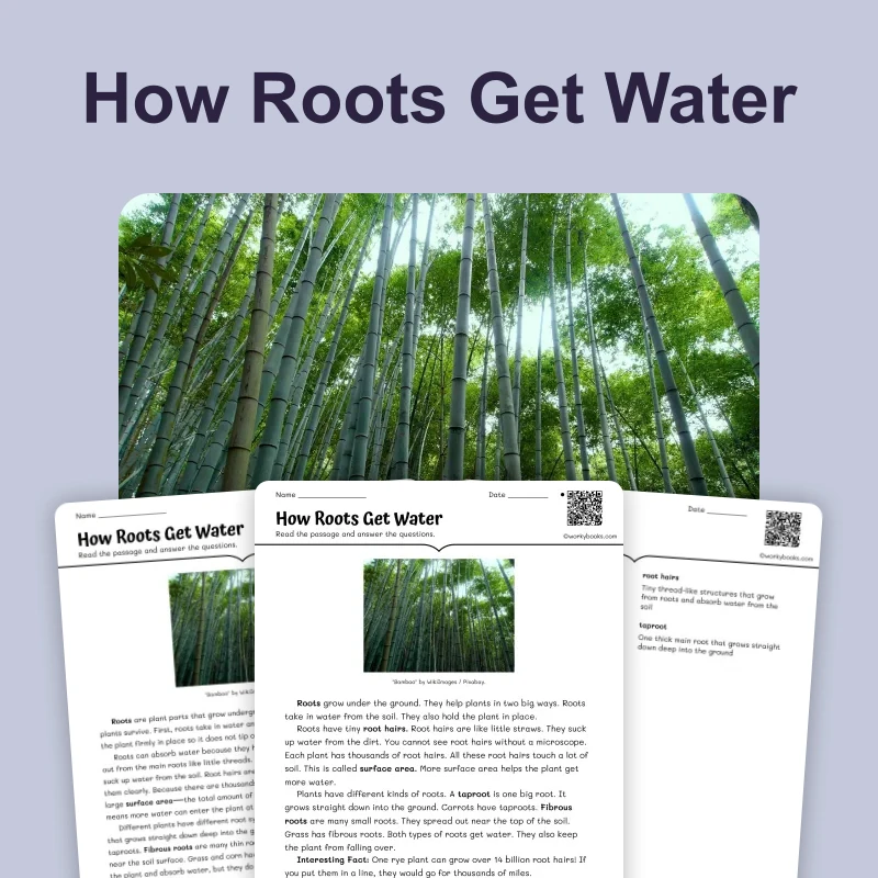How Roots Get Water — science — reading comprehension for Grade 3, Grade 4, Grade 5, Grade 6, page 1 of 4
