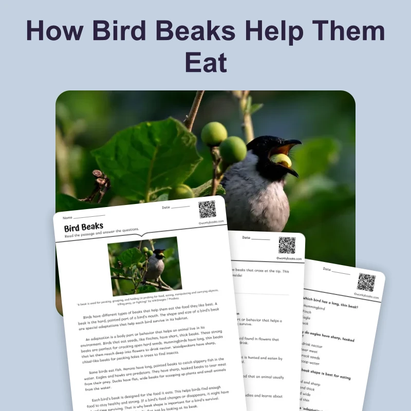 Bird Beaks — science — reading comprehension for Grade 3, Grade 4, Grade 5, Grade 6, page 1 of 4