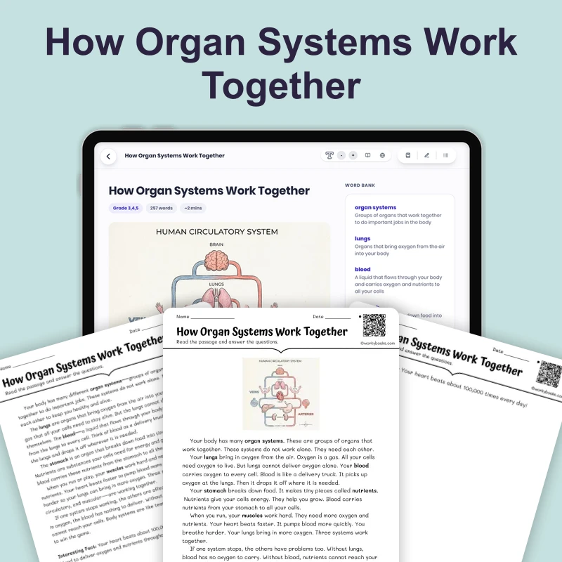 How Organ Systems Work Together — science — reading comprehension for Grade 3, Grade 4, Grade 5, page 1 of 4
