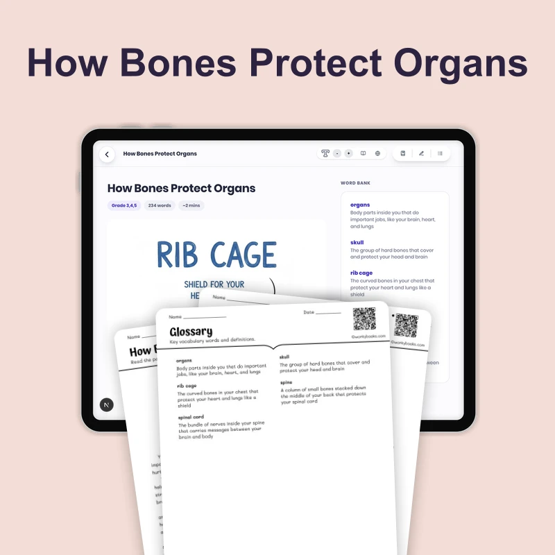 How Bones Protect Organs — science — reading comprehension for Grade 3, Grade 4, Grade 5, page 1 of 4