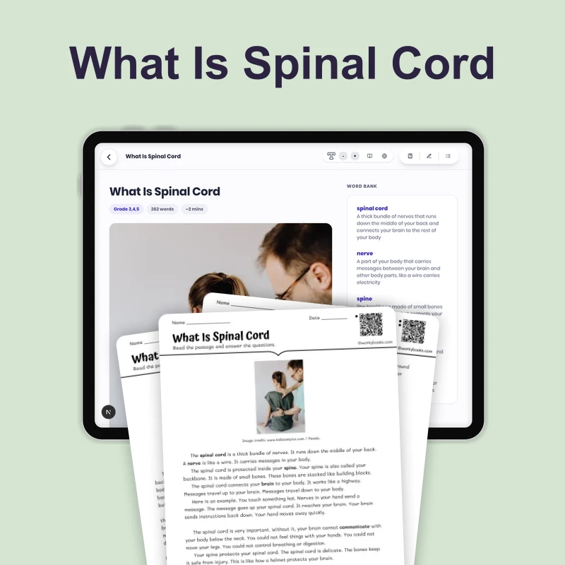 What Is Spinal Cord — science — reading comprehension for Grade 3, Grade 4, Grade 5, page 1 of 4
