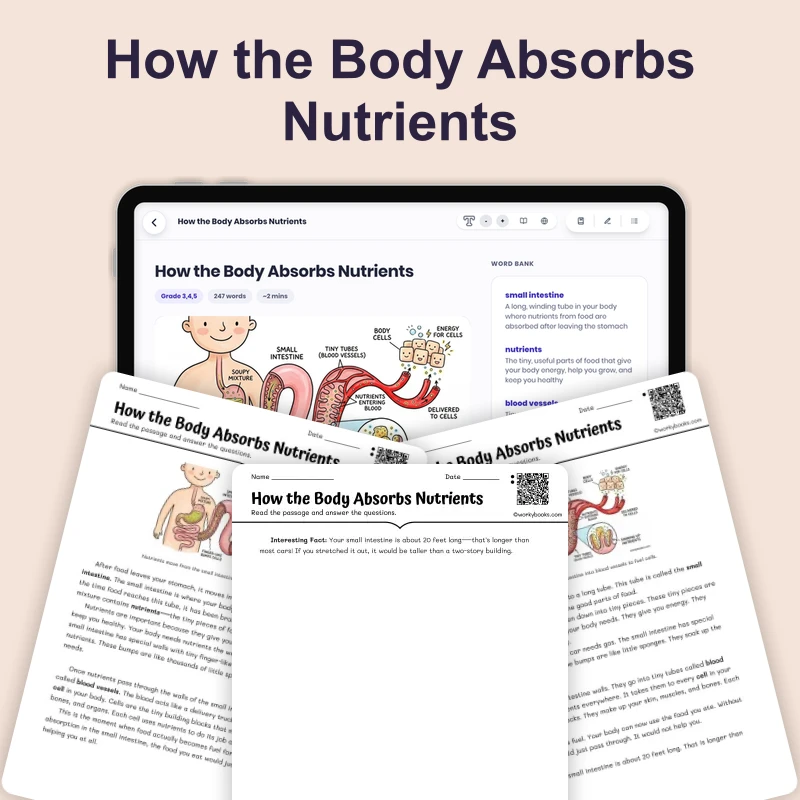 How the Body Absorbs Nutrients — science — reading comprehension for Grade 3, Grade 4, Grade 5, page 1 of 4
