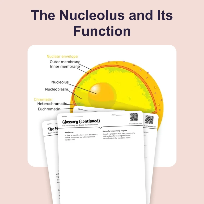 Nucleolus Function — ela — reading comprehension for Grade 5, Grade 6, Grade 7, Grade 8, page 1 of 4