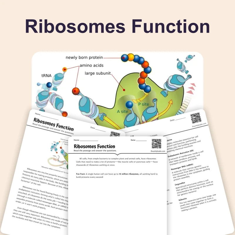 Ribosomes Function — ela — reading comprehension for Grade 5, Grade 6, Grade 7, Grade 8, page 1 of 4