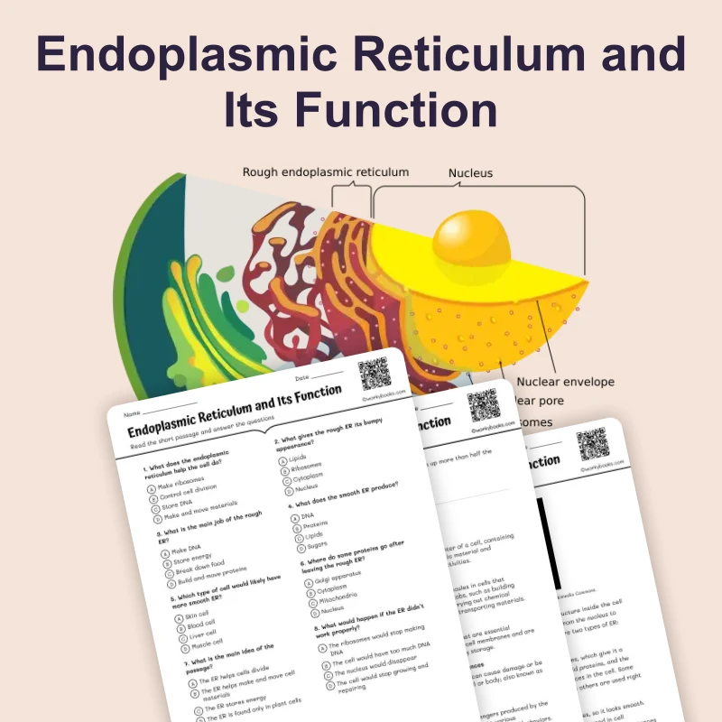 Endoplasmic Reticulum Function — ela — reading comprehension for Grade 5, Grade 6, Grade 7, Grade 8, page 1 of 4