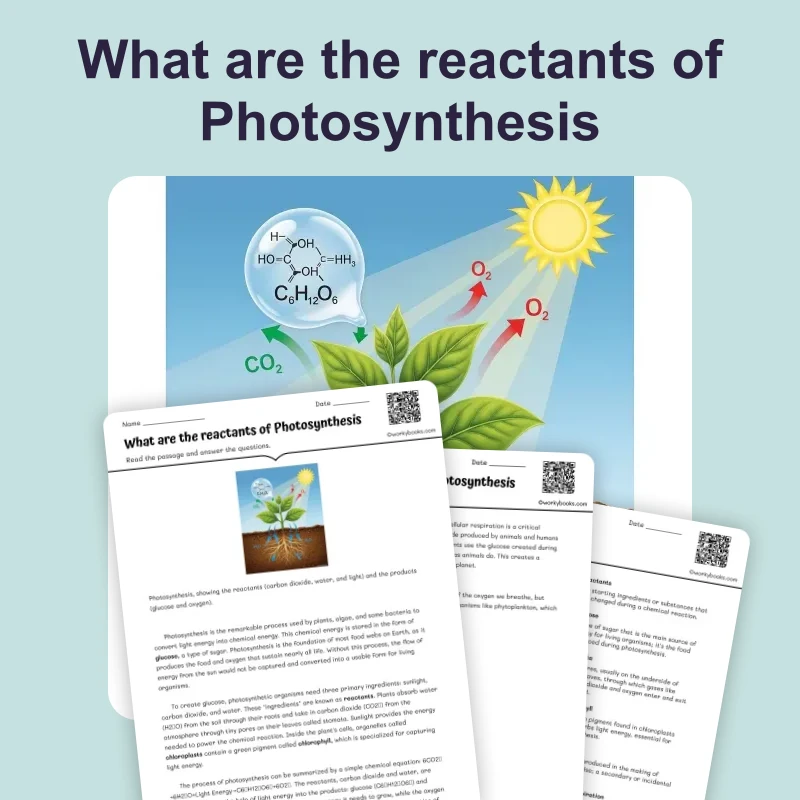 What are the reactants of Photosynthesis — ela — reading comprehension for Grade 3, Grade 4, Grade 5, Grade 6, Grade 7, Grade 8, page 1 of 4