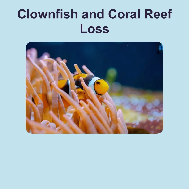 Clownfish and Coral Reef Loss — science — reading comprehension for Grade 5, Grade 6, Grade 7, Grade 8, page 1 of 1