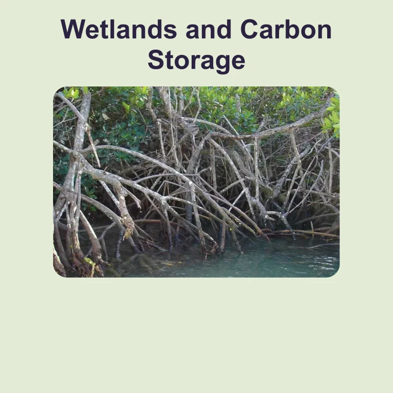 Wetlands and Carbon Storage — science — reading comprehension for Grade 5, Grade 6, Grade 7, Grade 8, page 1 of 1