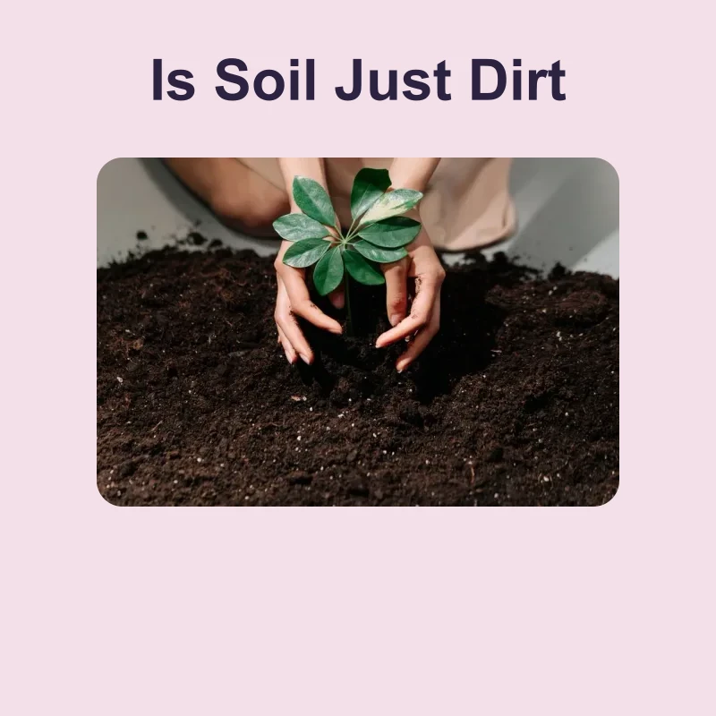 Is Soil Just Dirt — science — reading comprehension for Grade 5, Grade 6, Grade 7, Grade 8, page 1 of 1