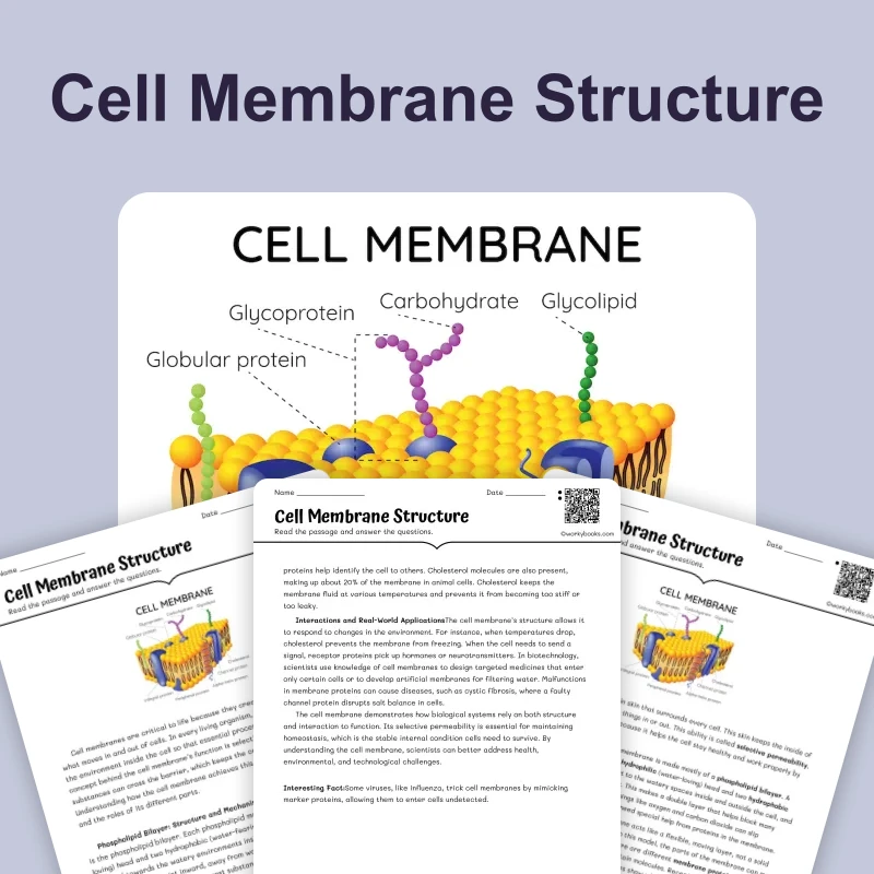 Cell Membrane Structure — science — reading comprehension for Grade 5, Grade 6, Grade 7, Grade 8, page 1 of 4